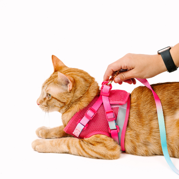 Stasia Cat Harness & Leash Set