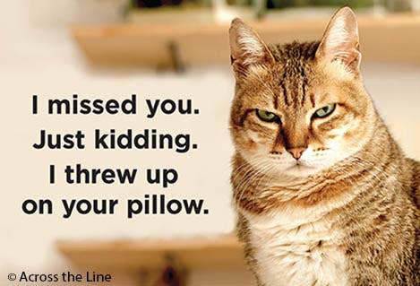 I Missed You, Just Kidding Cat Magnet