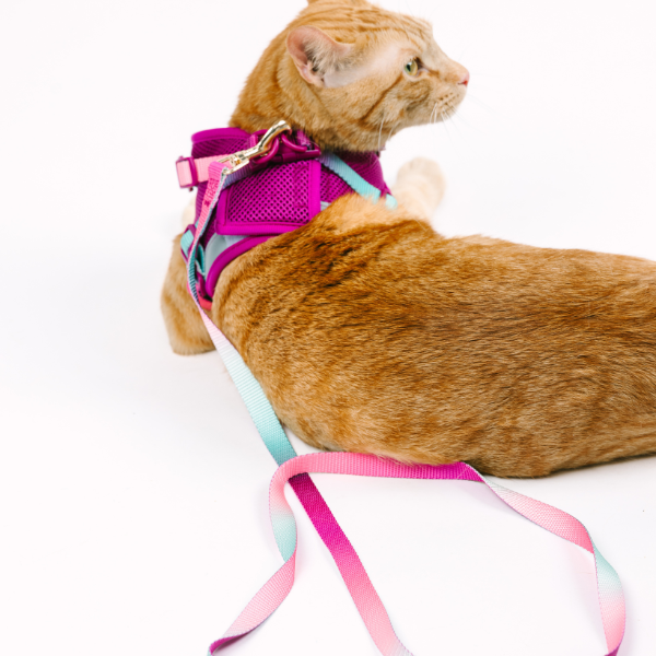 Joana Cat Harness & Leash Set