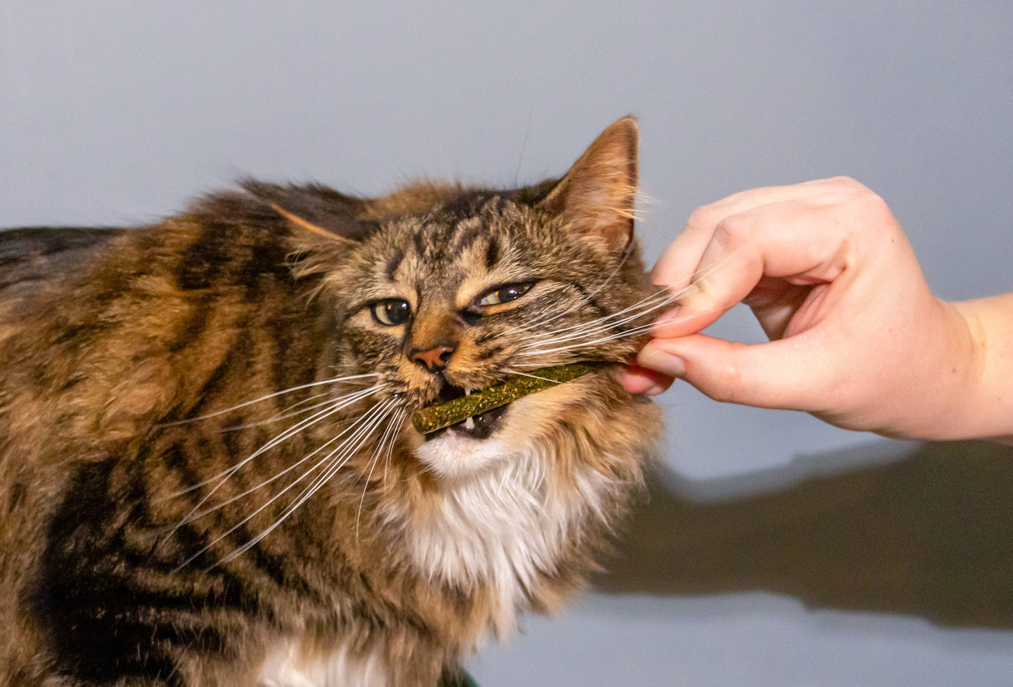 Chewie Doobies Silvervine & Catnip Chew Sticks