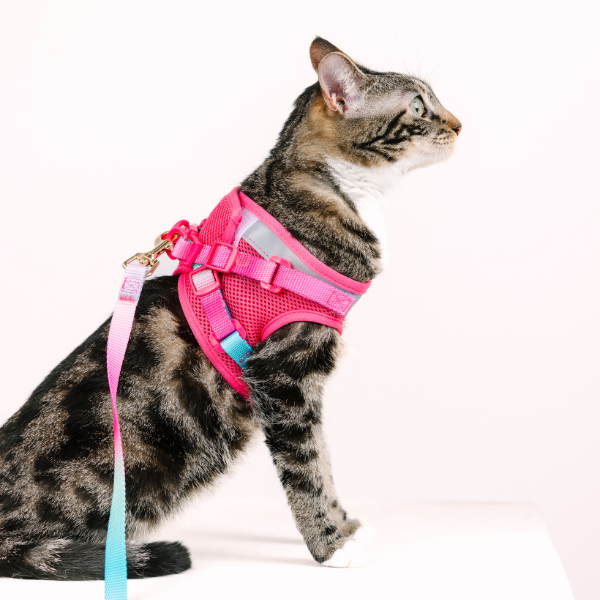 Stasia Cat Harness & Leash Set