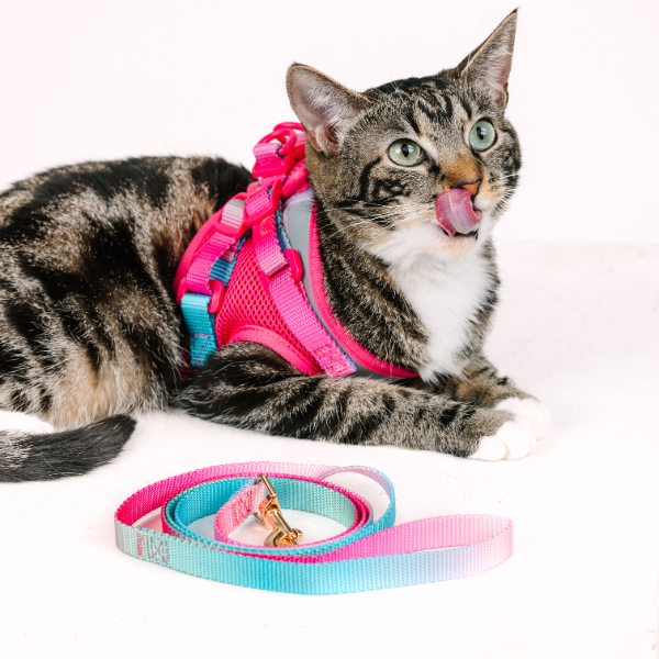 Stasia Cat Harness & Leash Set