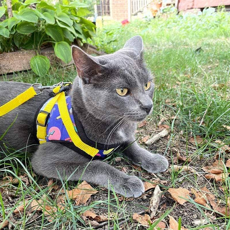 "The 90s Cat" Limited-Edition Cat Harness & Leash Set