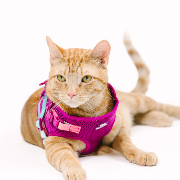 Joana Cat Harness & Leash Set