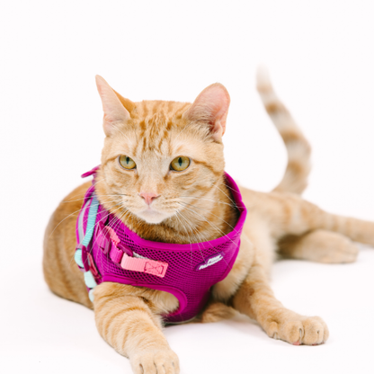 Joana Cat Harness & Leash Set