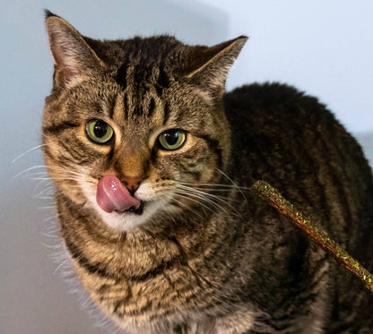 Chewie Doobies Silvervine & Catnip Chew Sticks