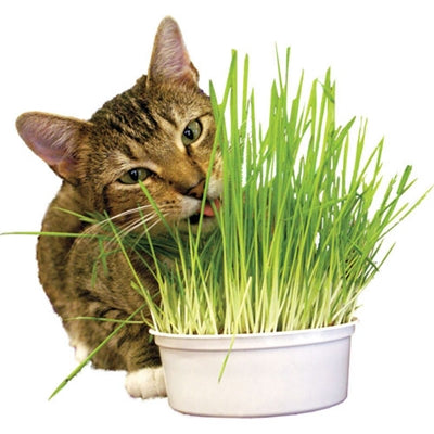 Snack 'n Treat Easy Grow Oat Grass Kit