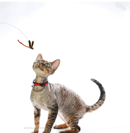 The Dragonfly Cat Toy by Slinx Concepts