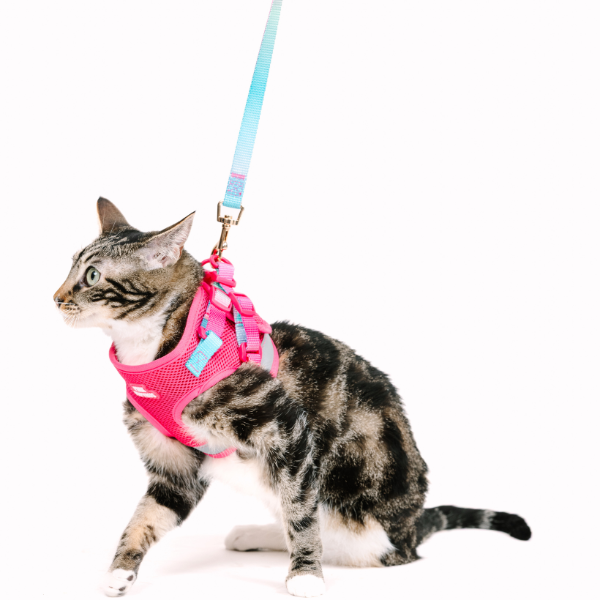 Stasia Cat Harness & Leash Set